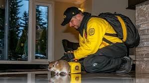 Mice Control Langley: Effective Strategies for a Rodent-Free Home